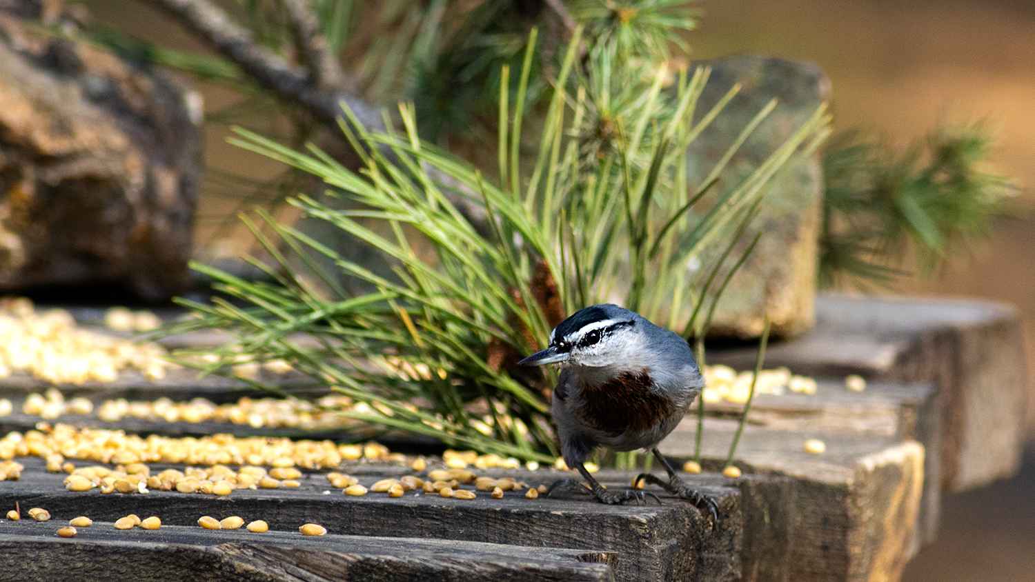 Krüper's Nuthatch